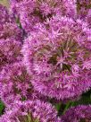 Allium hollandicum Purple Sensation