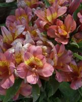 Alstroemeria Inca Devotion