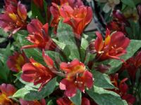 Alstroemeria Inca Pulse