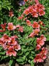 Alstroemeria Roselind