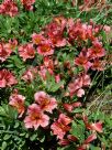 Alstroemeria Roselind