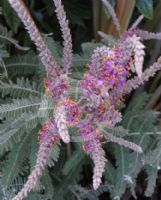 Amorpha canescens