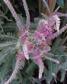 Amorpha canescens