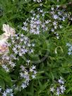 Amsonia orientalis