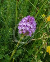 Anacamptis pyramidalis