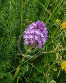 Anacamptis pyramidalis