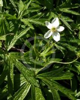 Anemone canadensis