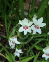 Freesia laxa Joan Evans