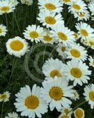 Anthemis Cally Cream