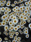 Anthemis Cally Cream