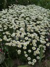 Anthemis Cally Cream