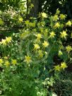 Aquilegia chrysantha Yellow Queen