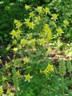 Aquilegia chrysantha Yellow Queen