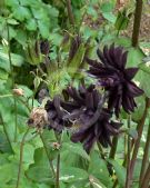 Aquilegia vulgaris Stellata Group Black Barlow