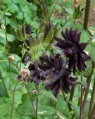 Aquilegia vulgaris Stellata Group Black Barlow