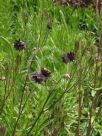 Aquilegia vulgaris Stellata Group Black Barlow