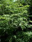 Aralia bipinnata