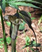 Arisaema ciliatum