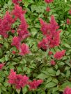 Astilbe arendsii Fanal