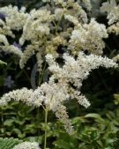 Astilbe Deutschland