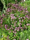 Astrantia major Rubra