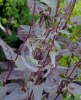 Atriplex hortensis Rubra