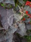 Atriplex hortensis Rubra