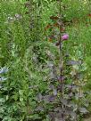 Atriplex hortensis Rubra