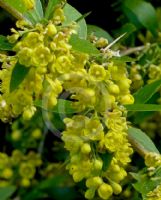 Berberis aristata