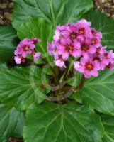 Bergenia purpurascens