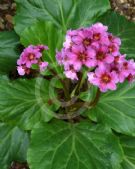 Bergenia purpurascens