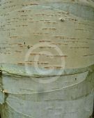 Betula utilis jacquemontii