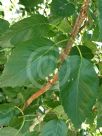 Betula utilis jacquemontii