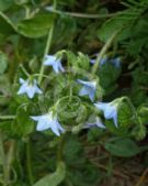 Borago pygmaea