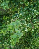 Buxus sempervirens Marginata