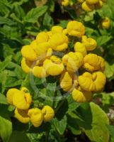 Calceolaria integrifolia Goldari