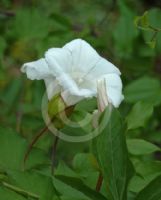 Calystegia silvatica