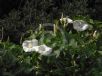 Calystegia silvatica