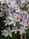 Campanula lactiflora Loddon Anna