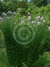 Campanula lactiflora Loddon Anna