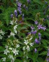 Campanula latifolia