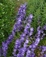 Campanula latiloba