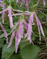 Campanula Pink Octopus