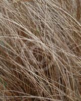 Carex buchananii