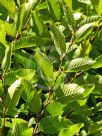 Carpinus betulus Fastigiata