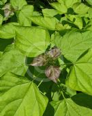 Catalpa bignonioides Aurea