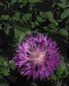 Centaurea John Coutts