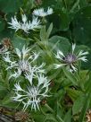 Centaurea montana Alba