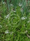 Centaurea montana Alba