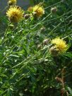 Centaurea salonitana